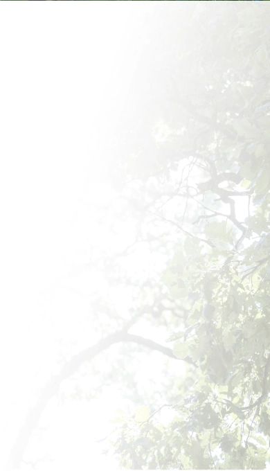 View of oak tree leaves from below with white gradient.