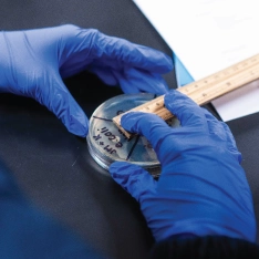 Hands holding an E. coli sample in a biomedical laboratory science lab.