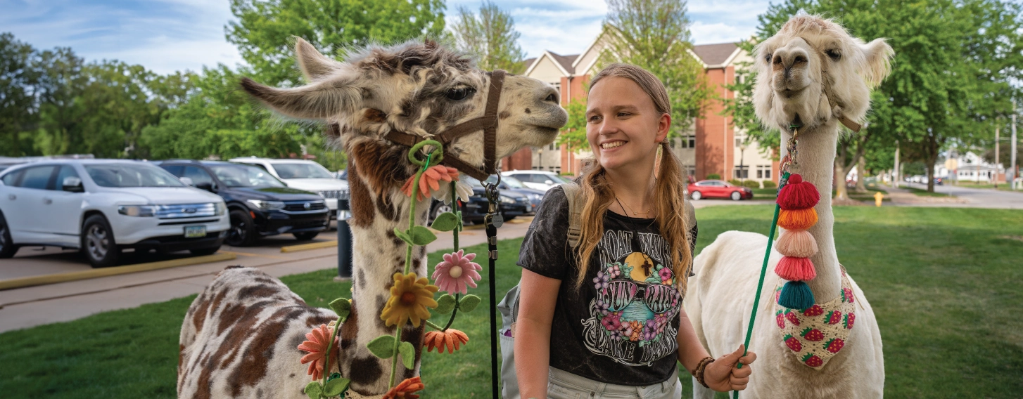 Student outdoors with two llamas.